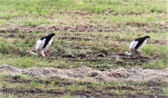 210603 Weißstorch, Wiese, Schwimmbad, K