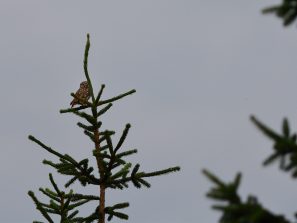 016_8835_00001_02