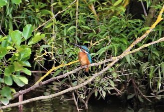 210711 Eisvogel, Oberneisen (16)