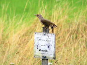 210713 Grauspecht (Picus canus), Schönborn, Ortsrand i