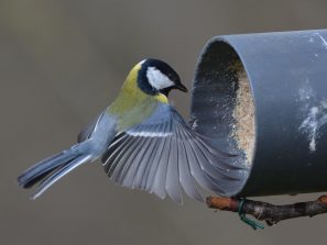 Vogelfütterung