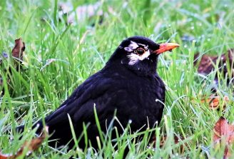 211206 Amsel, beide Augen mit weißen Federn umrahmt (Leuzismus) Diez (26a)