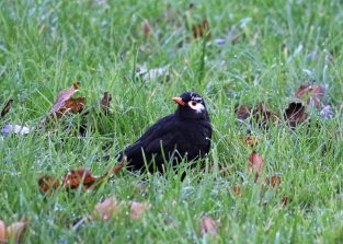 211206 Amsel, beide Augen mit weißen Federn umrahmt (Leuzismus) Diez (27)