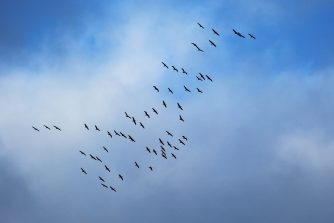 Die Kraniche kehren aus ihren Winterquartieren zurück