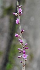 FSCN6195