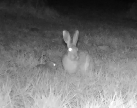 Babyhase Mutter