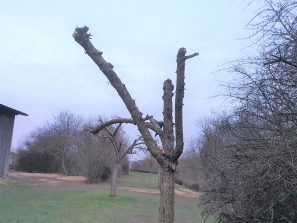 Baumpflege4