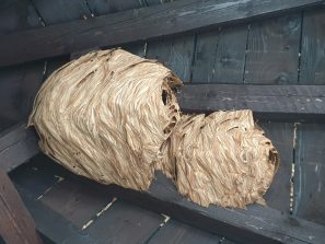 Hornissennest 2
