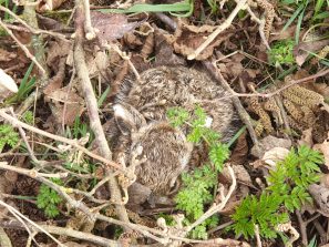 Junger Hase