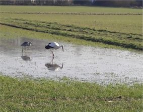 Storch