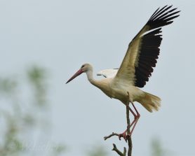 Storch
