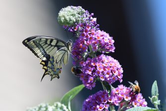 016_9825_00001_02