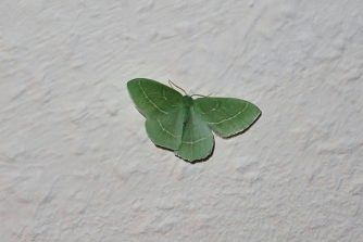 220619 Waldreben-Grünspanner (Hemistola chrysoprasaria), HW (11a)