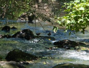 Wasseramsel2_Aar~2