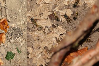 220826 Gemeine Wespe (Vespula vulgaris), Friedhof HH (doppelt)
