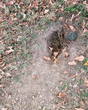 220826 Gemeine Wespe, Wespennest, Friedhof HH, AS, c