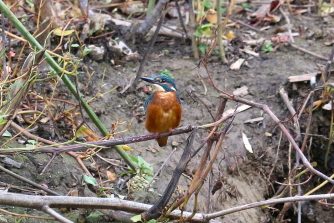 221007 Eisvogel, Wirt, Freiendiez (93a)