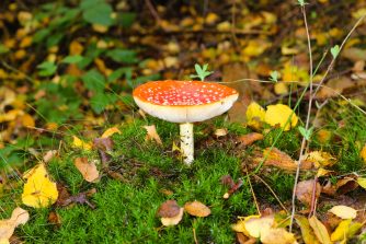 221015 Fliegenpilze, HH, Kirchweg (75)