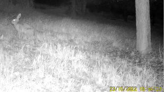 Hase