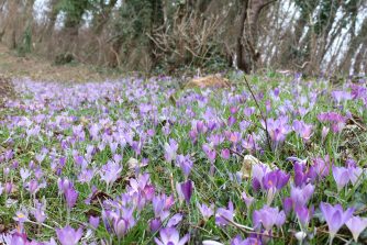 230218 Krokus, Oberneisen (19a)