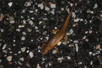 230219 Teichmolch (Lissotriton vulgaris), Weibchen, Landtracht, K 34, Cramberger Kiesgrube (5)