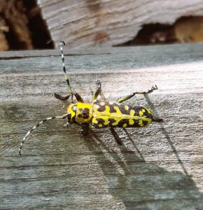230530 Leiterbock (Saperda scalaris), A