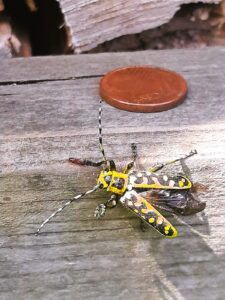 230530 Leiterbock (Saperda scalaris), A