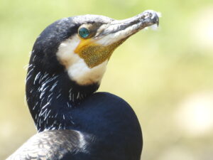 Kormoran