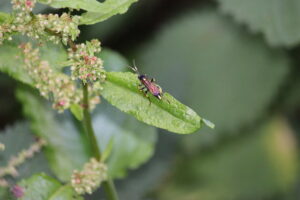 Ichneumon eumerus