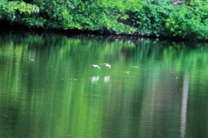 Flussuferläufer an der Lahn