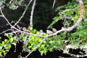 230718 Flussuferläufer (Actitis hypoleucos), Balduinstein, Lahn, Gärten (27a)