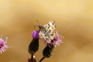 230718 Malven-Dickkopffalter (Carcharodus alceae), Biotop Axel (105a)