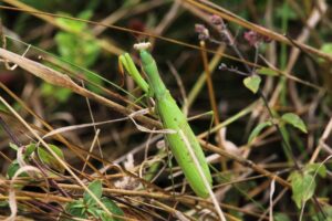 230903 Europäische Gottesanbeterin (Mantis religiosa), weibl