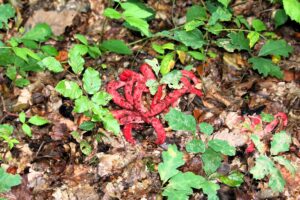 230919 Tintenfisch-Pilz, Schönborner Wald (43a)