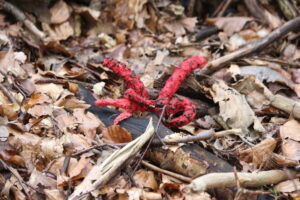 230919 Tintenfisch-Pilz, Schönborner Wald (53)