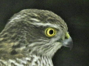 Sperber an der Futterstelle