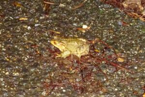 Die Amphibienwanderung hat begonnen