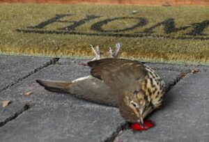 NABU-Thema im März: Vogeltod am Fensterglas