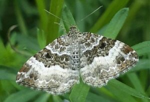 Graubinden-Labkrautspanner
