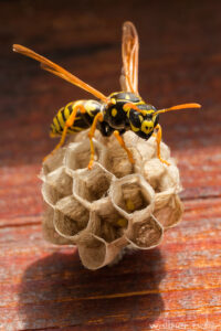 Sächsische Wespe beim Nestbau
