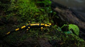 NABU-Thema im Juni: Der Feuersalamander