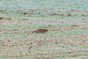Wildkatze