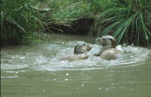 NABU-Thema im Februar: Der Fischotter