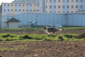 Freilaufende Hunde