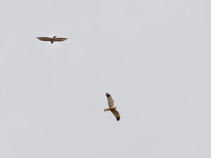 Vogelzug