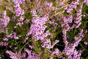 Heidekrautblüte