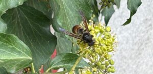 Asiatische Hornissen bei Langenscheid
