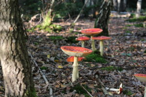 Fliegenpilz