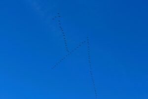 Kraniche ziehen immer noch