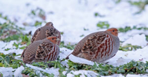 NABU-Thema im Januar: Das Rebhuhn, Vogel des Jahres 2026